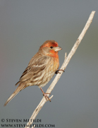 BIRDS OF THE WESTERN US